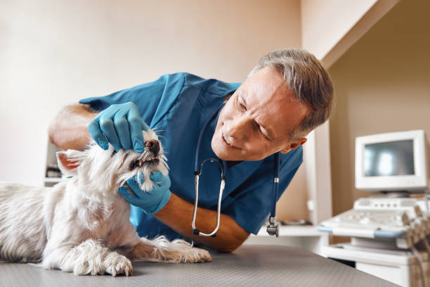 Best Emergency Dental Care for Broken or Chipped Teeth in Thomasville, AL